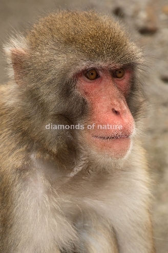 Rotgesichtsmakak oder Japanmakak / Japanese Macaque or Snow Monkey / Macaca fuscata