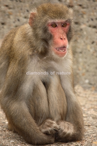 Rotgesichtsmakak oder Japanmakak / Japanese Macaque or Snow Monkey / Macaca fuscata