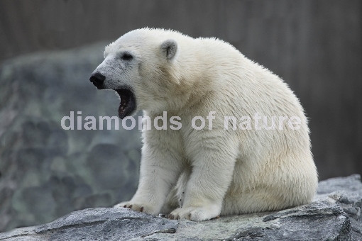 Eisbär / Polar Bear / Ursus maritimus