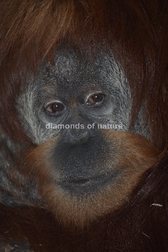 Sumatra-Orang-Utan / Orang-outang / Pongo abelii