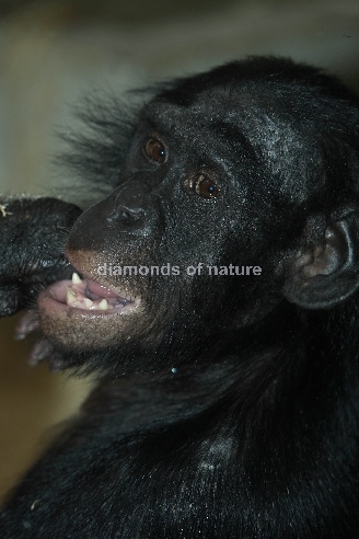 Bonobo oder Zwergschimpanse / Pygmy Chimpanzee / Pan paniscus
