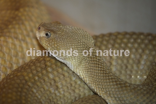 Basilisken-Klapperschlange / Mexican West Coast Rattlesnake / Crotalus basiliscus