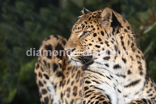 Amurleopard / Amur Leopard / Panthera pardus orientalis