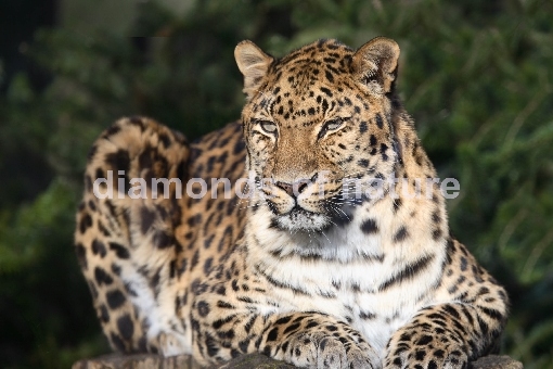 Amurleopard / Amur Leopard / Panthera pardus orientalis