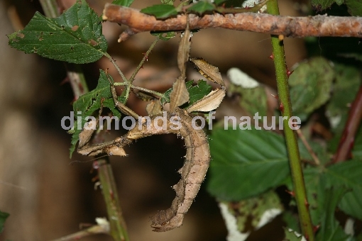 Gespenstheuschrecke / Macleay´s Spectre or Giant Prickly Stick Insect / Extatosoma tiaratum