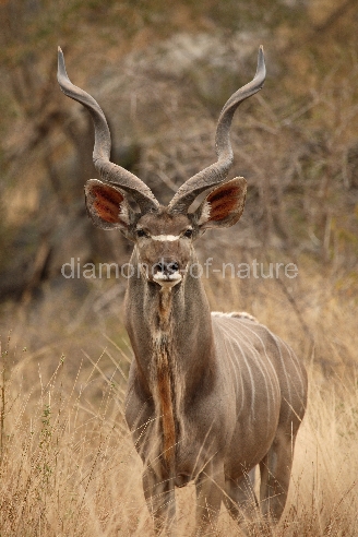 Großer Kudu / Greater Kudu / Tragelaphus strepsiceros