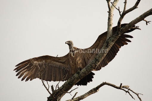 Weißrückengeier / Whitebacked Vulture / Gyps africanus