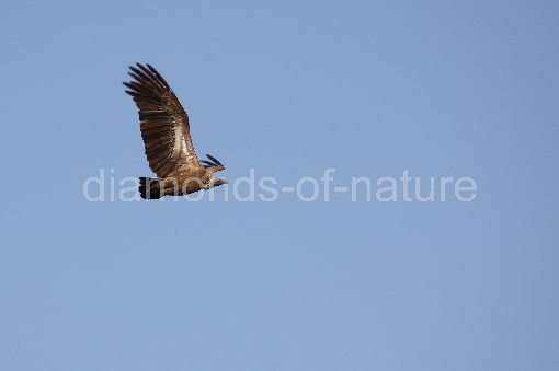 Weißrückengeier / Whitebacked Vulture / Gyps africanus