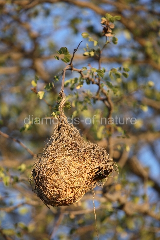 Webervogelnest / Weaver' nest