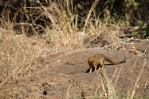 Schlankmanguste / Slender mongoose / Galerella sanguinea