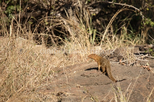 Schlankmanguste / Slender mongoose / Galerella sanguinea