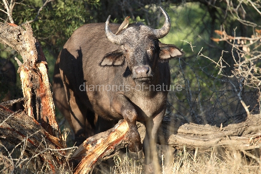 Kaffernbüffel und Rotschnabel-Madenhacker / Buffalo and Red-billed oxpecker / Syncerus caffer et Buphagus erythrorhynchus