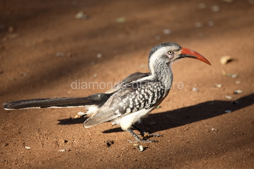 Rotschnabeltoko / Red-billed Hornbill / Tockus erythrorhynchus