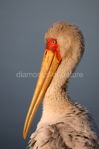 Nimmersatt / Yellow-billed stork / Mycteria ibis