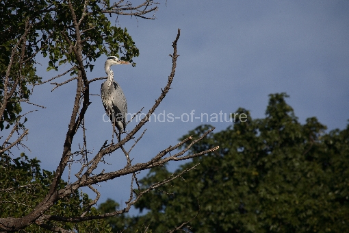 Afrikanischer Graureiher / Grey Heron / Ardea cinerea
