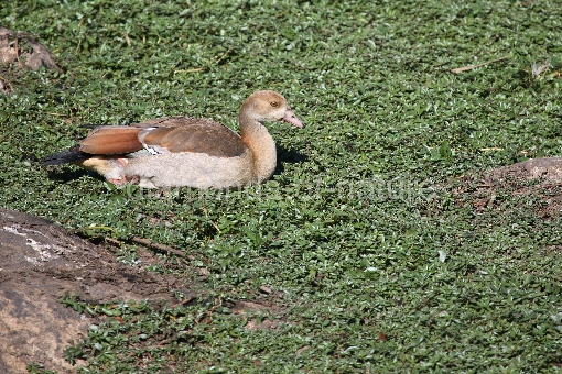 Nilgans / Egyptian Goose / Alopochen aegyptiacus