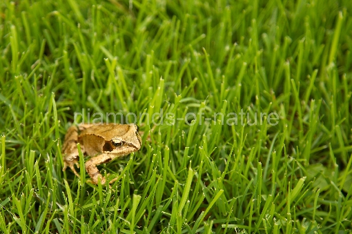 Grasfrosch / European Common Frog / Rana temporaria