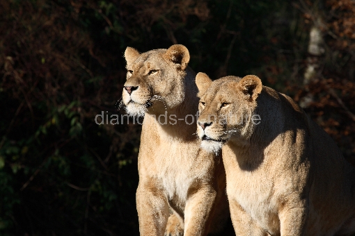 Asiatischer Löwe / Asian Lion / Panthera leo persica