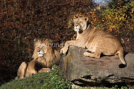 Asiatischer Löwe / Asian Lion / Panthera leo persica