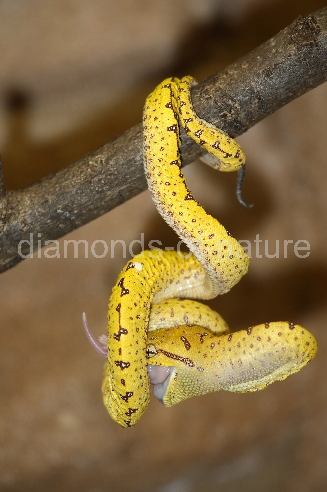 Grüner Baumpython / Green Tree Python / Morelia viridis