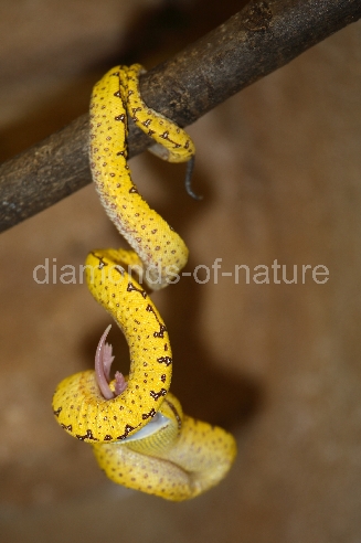 Grüner Baumpython / Green Tree Python / Morelia viridis