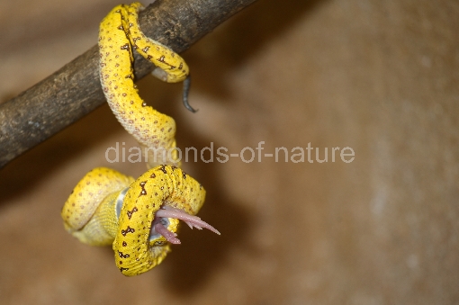 Grüner Baumpython / Green Tree Python / Morelia viridis
