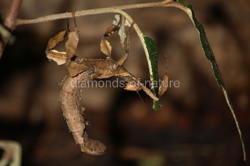 Gespenstheuschrecke / Macleay´s Spectre or Giant Prickly Stick Insect / Extatosoma tiaratum