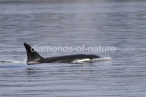 Schwertwal - Orca / Killer whale / Orcinus orca
