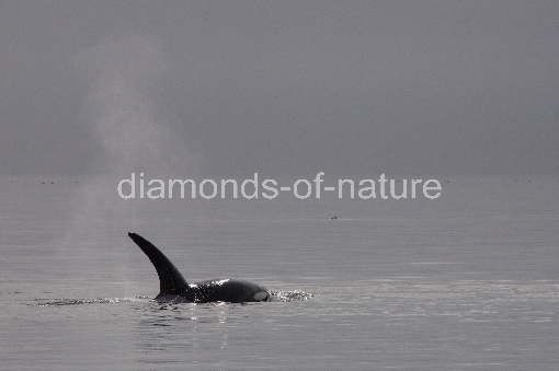 Schwertwal - Orca / Killer whale / Orcinus orca