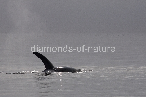 Schwertwal - Orca / Killer whale / Orcinus orca