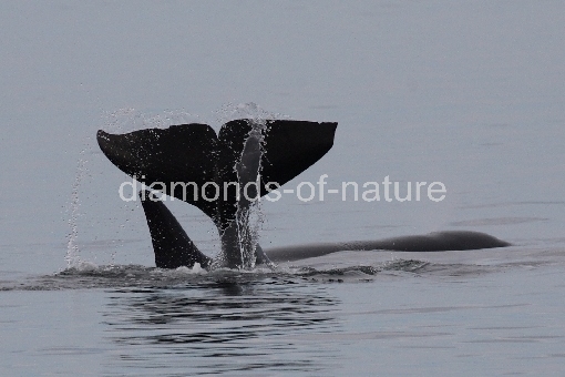 Schwertwal - Orca / Killer whale / Orcinus orca