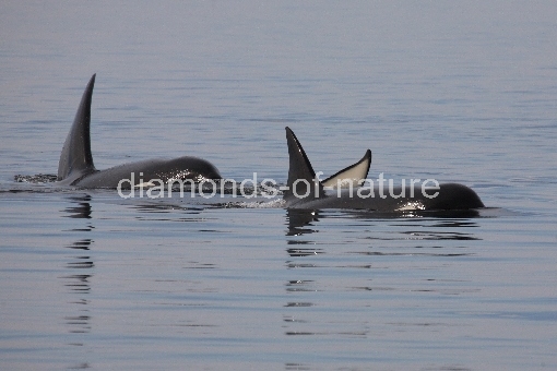 Schwertwal - Orca / Killer whale / Orcinus orca