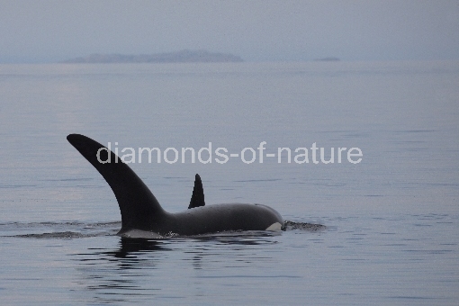 Schwertwal - Orca / Killer whale / Orcinus orca