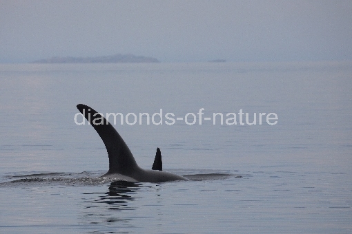 Schwertwal - Orca / Killer whale / Orcinus orca