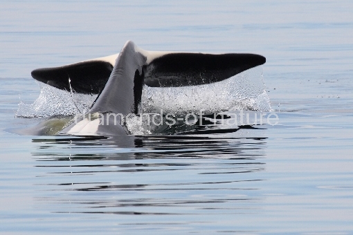 Schwertwal - Orca / Killer whale / Orcinus orca