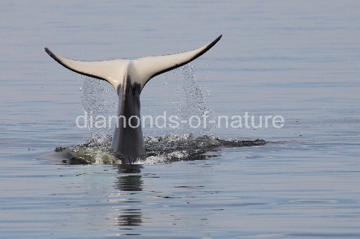 Schwertwal - Orca / Killer whale / Orcinus orca