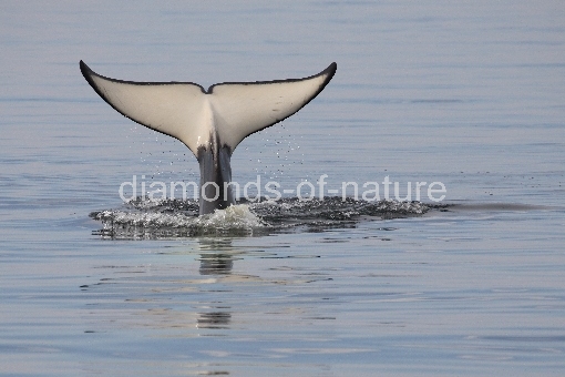 Schwertwal - Orca / Killer whale / Orcinus orca