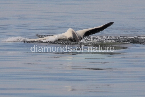Schwertwal - Orca / Killer whale / Orcinus orca