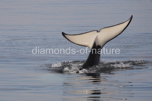 Schwertwal - Orca / Killer whale / Orcinus orca