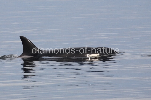 Schwertwal - Orca / Killer whale / Orcinus orca