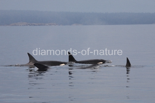 Schwertwal - Orca / Killer whale / Orcinus orca