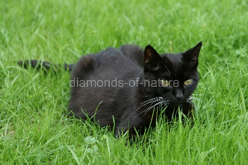 Hauskatze / Domestic Cat / Felis domestica