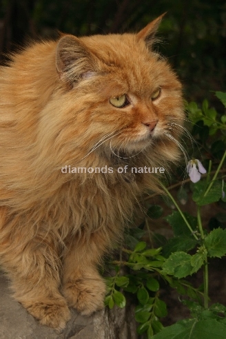 Hauskatze / Domestic Cat / Felis domestica