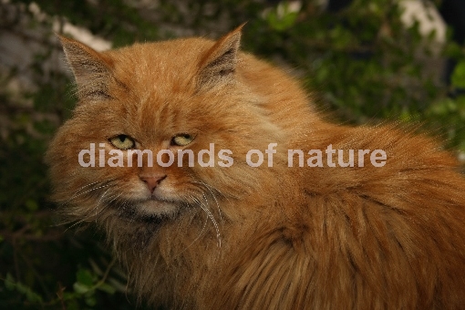 Hauskatze / Domestic Cat / Felis domestica