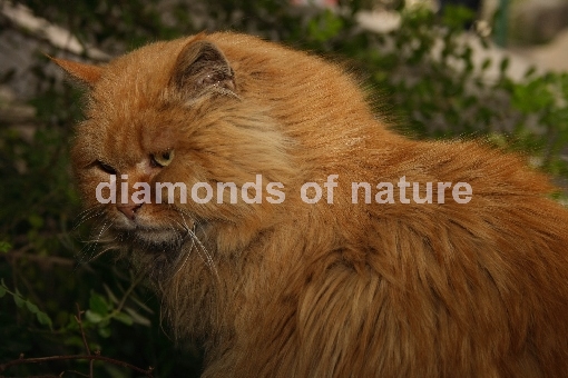 Hauskatze / Domestic Cat / Felis domestica