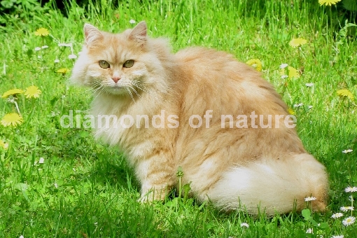 Hauskatze / Domestic Cat / Felis domestica
