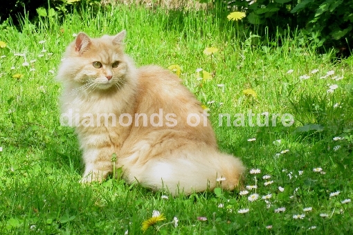 Hauskatze / Domestic Cat / Felis domestica