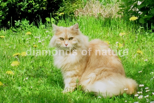 Hauskatze / Domestic Cat / Felis domestica