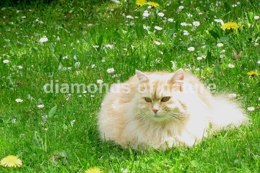 Hauskatze / Domestic Cat / Felis domestica
