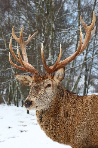 Rotwild / Red Deer / Cervus elaphus